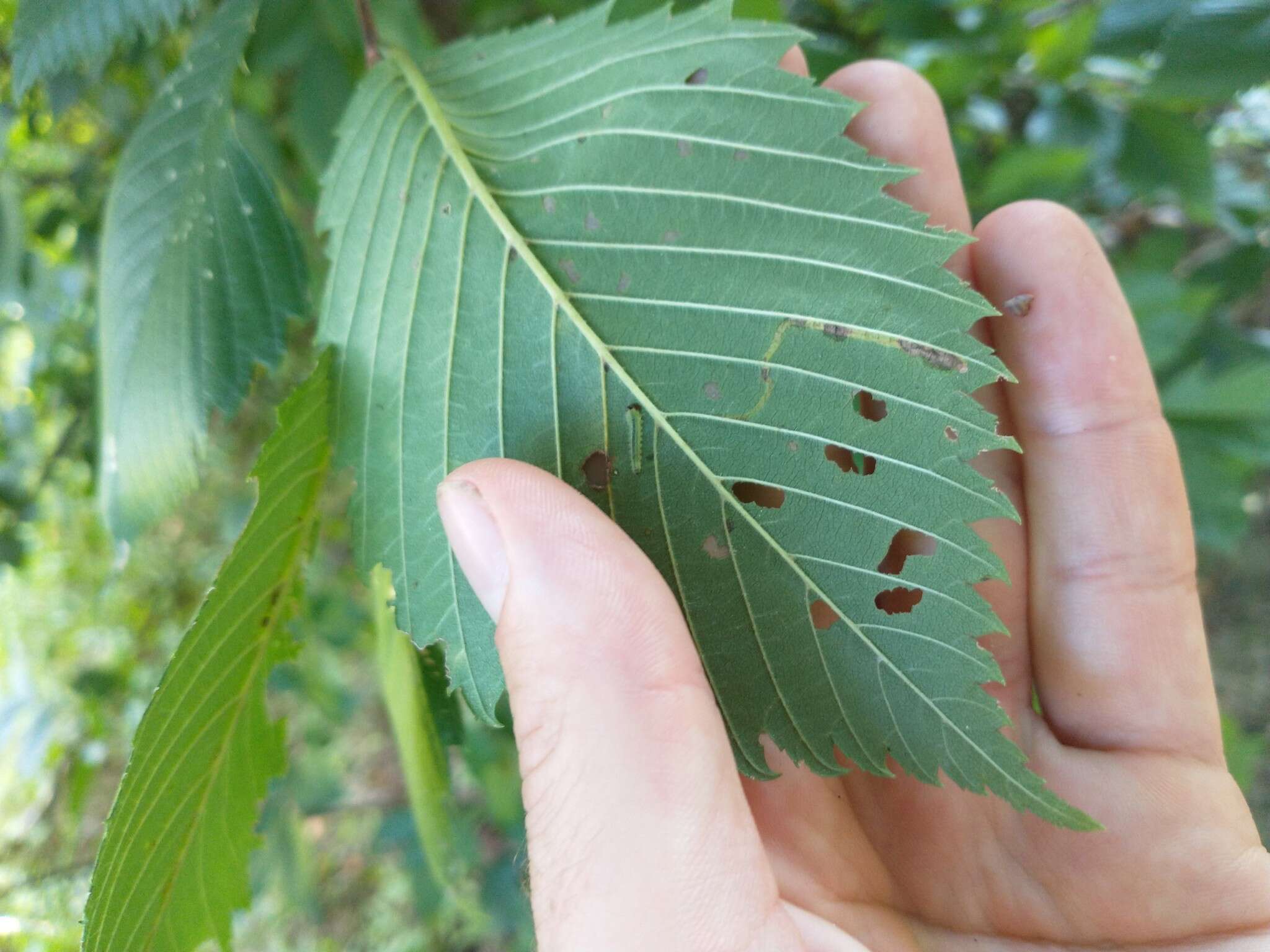 Stigmella multispicata Rociene & Stonis ex Stonis & Rociene 2014的圖片