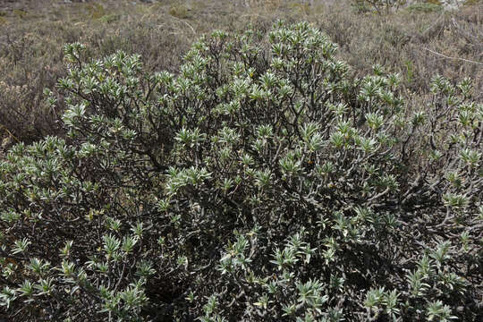 Image of Pimelea aridula Cockayne