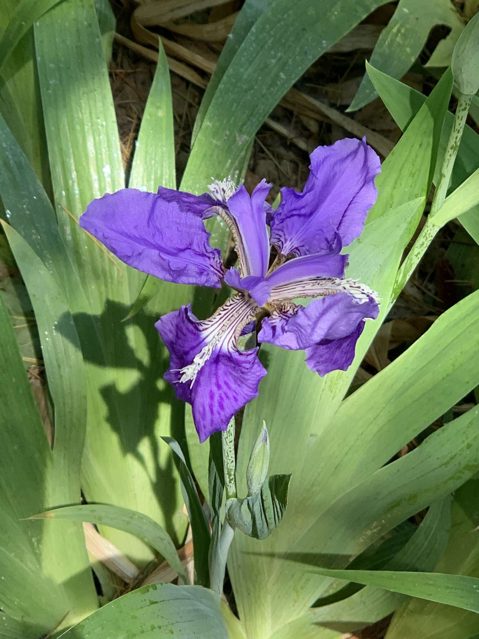 Plancia ëd Iris tectorum Maxim.