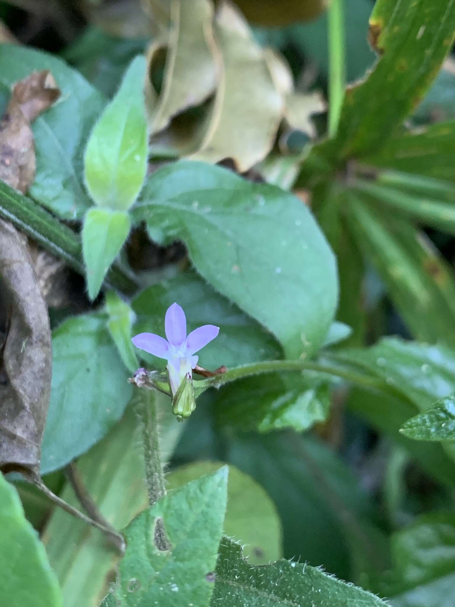 Plancia ëd Lobelia malowensis E. Wimm.