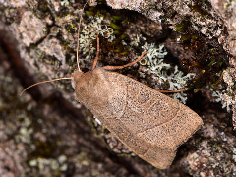 Image of Mesogona acetosellae Denis