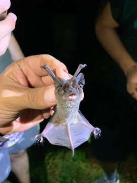 Image of broad-eared bat