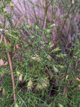 Image de Stachys glutinosa L.