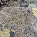 Image of Santesson's thelomma lichen