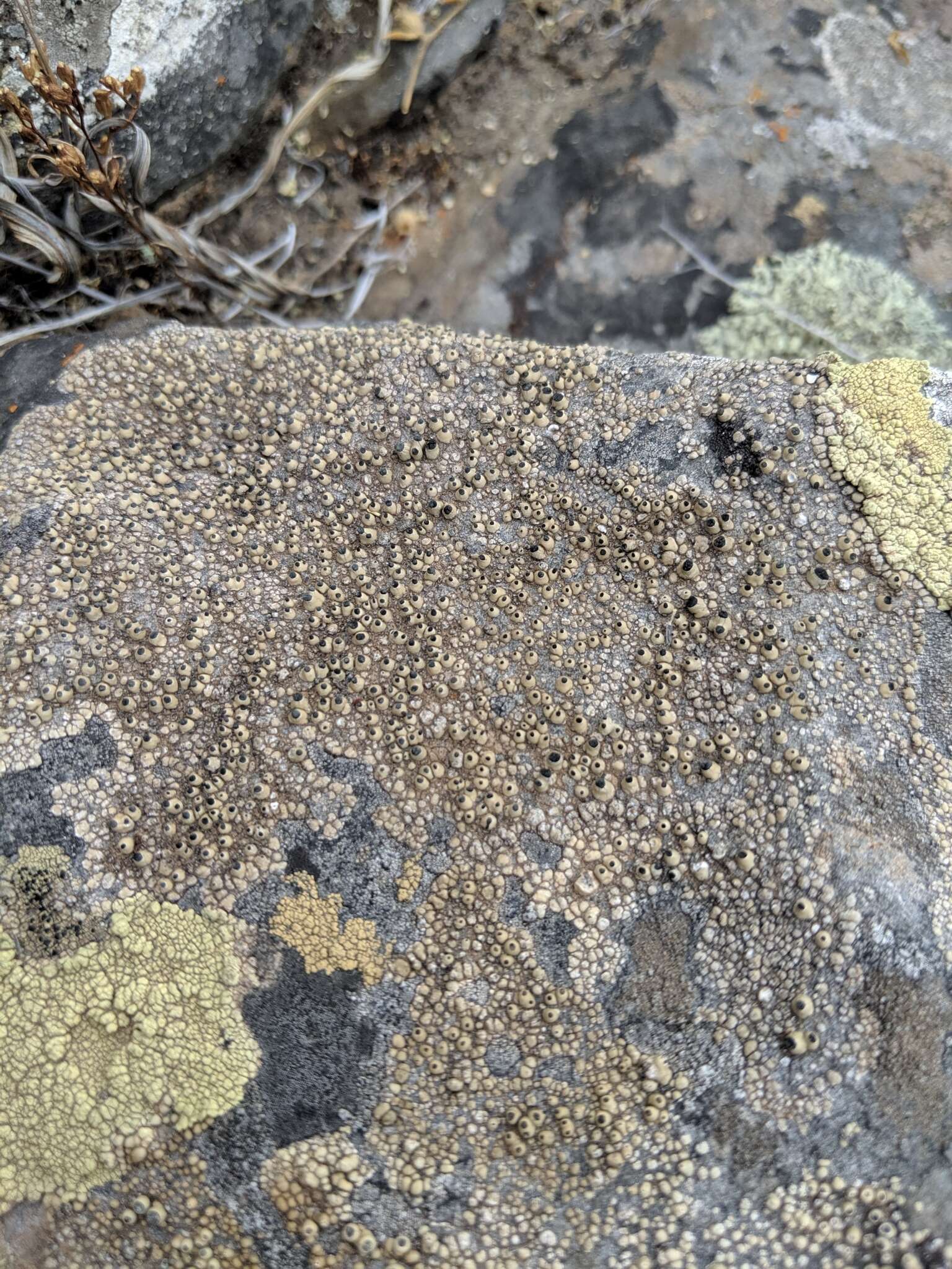 Image of Santesson's thelomma lichen
