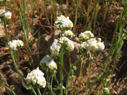 Image of Cryptantha alyssoides (A. DC.) Reiche