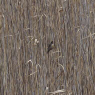 Image of Moustached Warbler