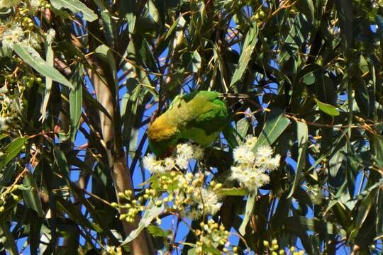 Image of Little Lorikeet