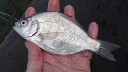 Image of Redtail surfperch