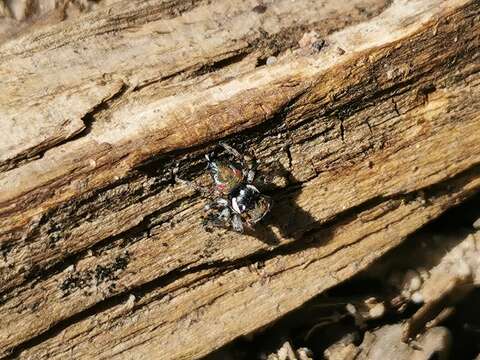 Image of Maratus ottoi Baehr & Whyte 2016