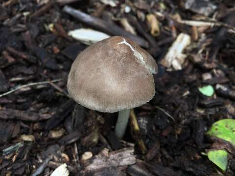 Image of Pluteus ephebeus (Fr.) Gillet 1876