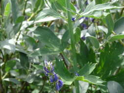 Image of Sierra larkspur