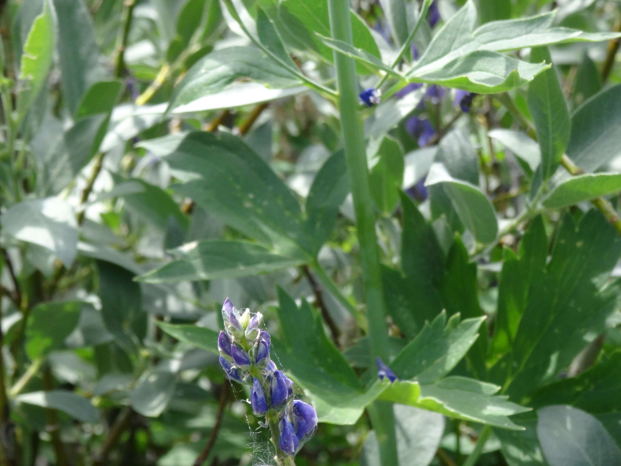 Image of Sierra larkspur