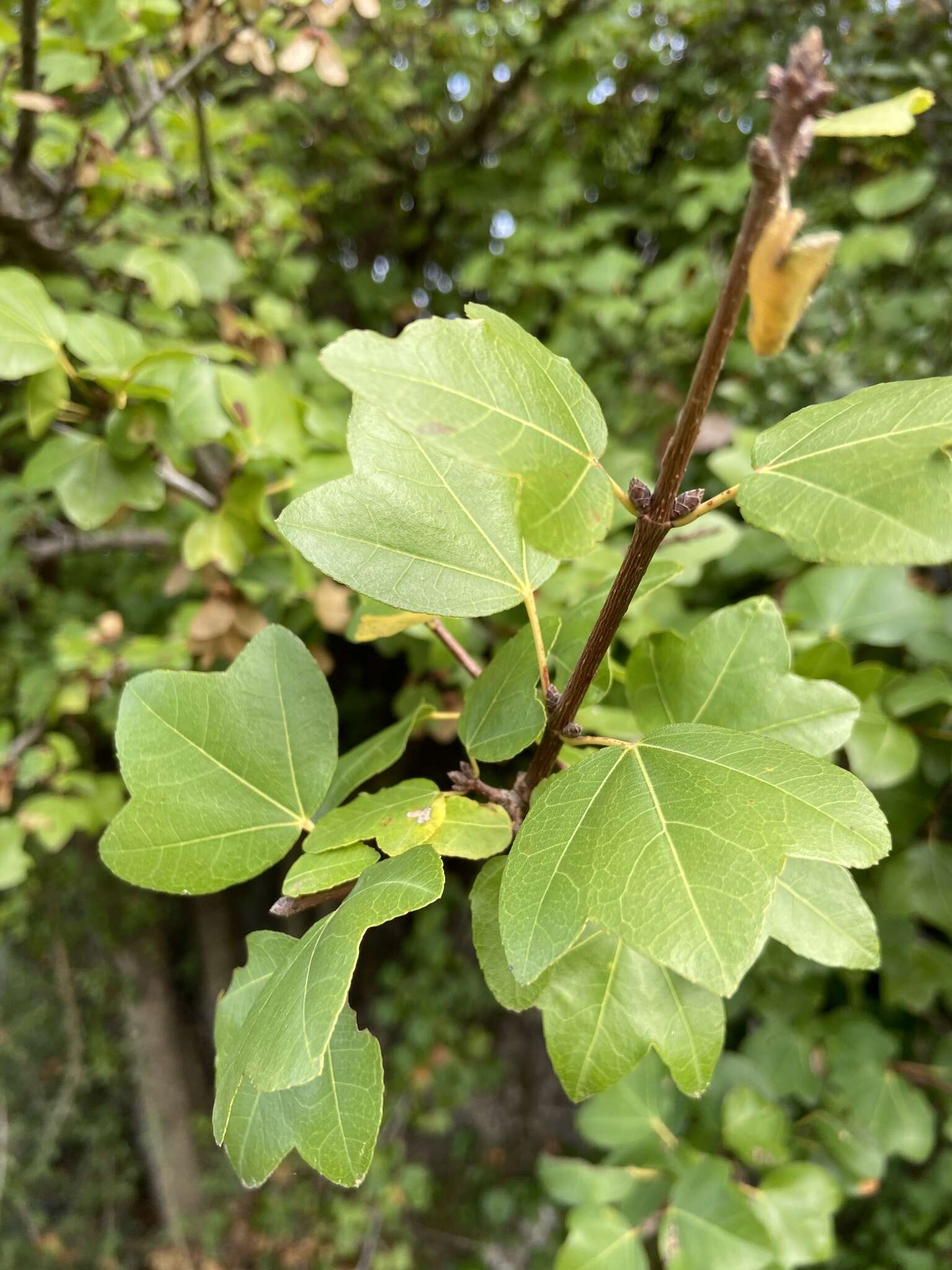 Imagem de Acer sempervirens L.