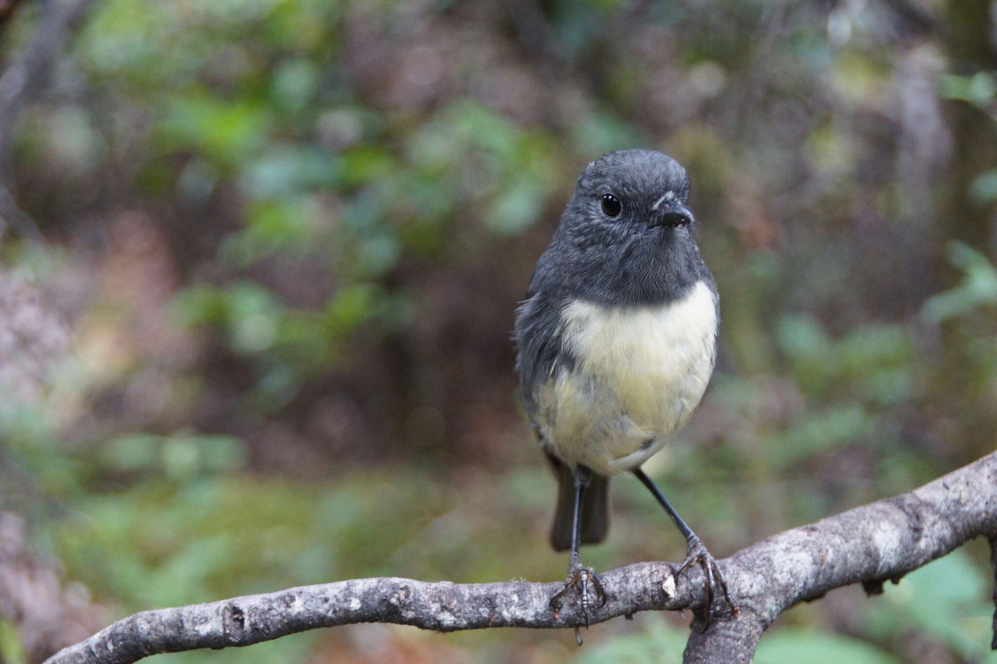 Petroica australis australis (Sparrman 1788)的圖片