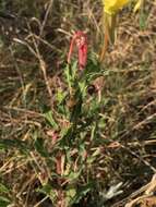 Image of South American evening primrose