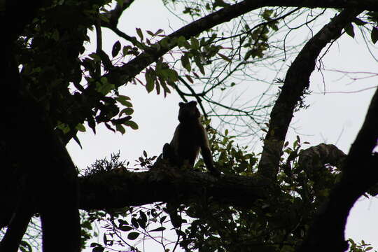 Image of Black-capped Capuchin
