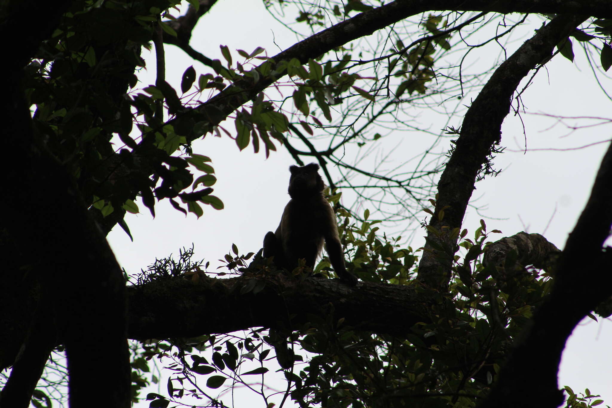 Image of Black-capped Capuchin