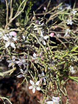 Image of Philotheca brucei (F. Müll.) Paul G. Wilson