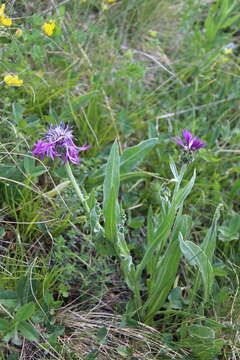 Centaurea cheiranthifolia Willd. resmi