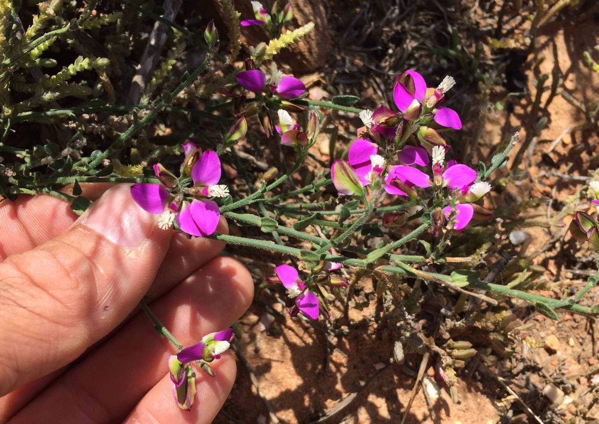 Polygala pubiflora Burch. ex DC.的圖片