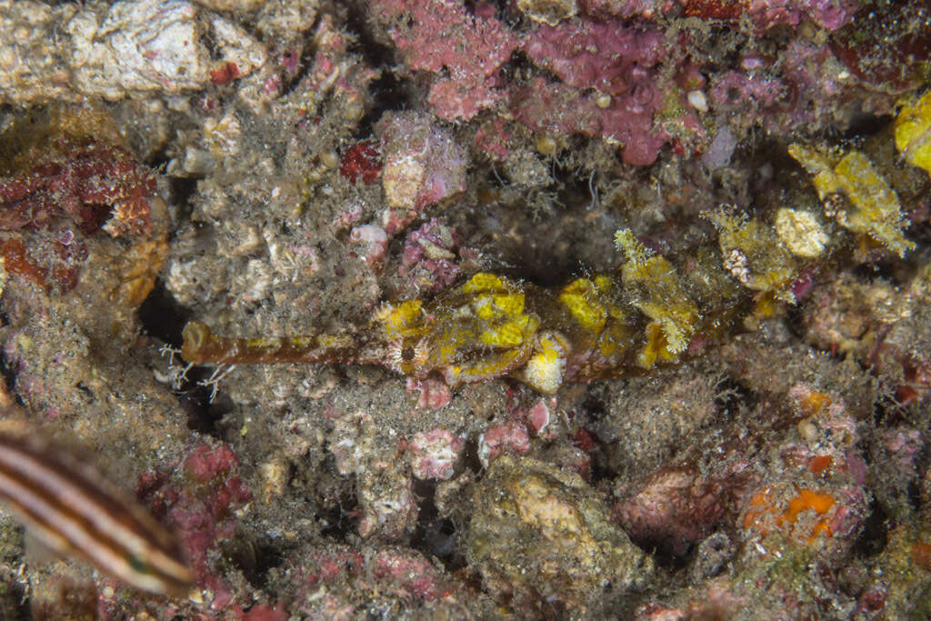 Image of Dusky Pipefish