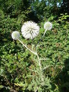 Image of Echinops sphaerocephalus subsp. sphaerocephalus