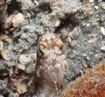 Image of Dusky Jawfish