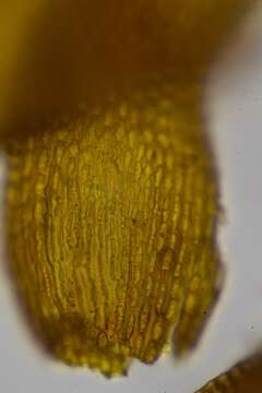 Image of andreaea moss