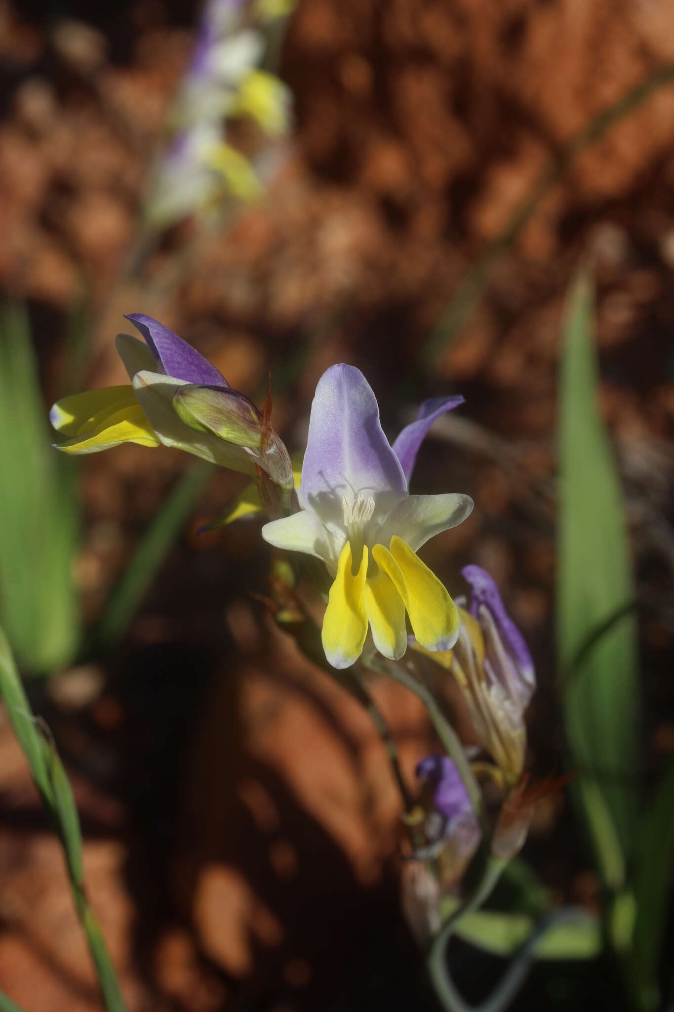 Image of Sparaxis auriculata Goldblatt & J. C. Manning