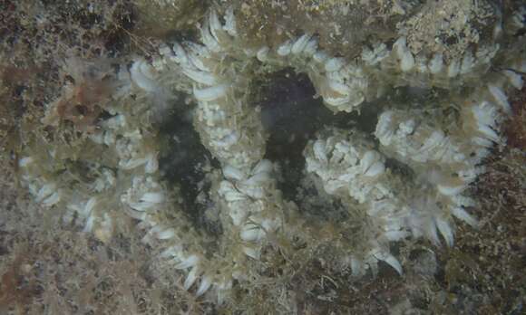 Image of beaded anemone