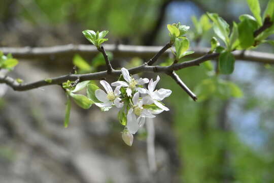 Plancia ëd Malus sylvestris subsp. orientalis (Uglitzk.) Browicz