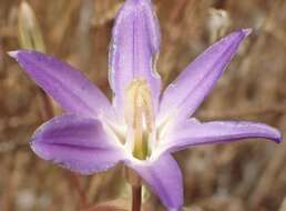 Слика од Brodiaea santarosae T. J. Chester, W. P. Armstr. & Madore