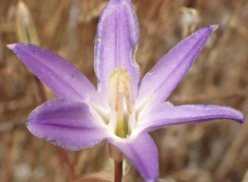 صورة Brodiaea santarosae T. J. Chester, W. P. Armstr. & Madore