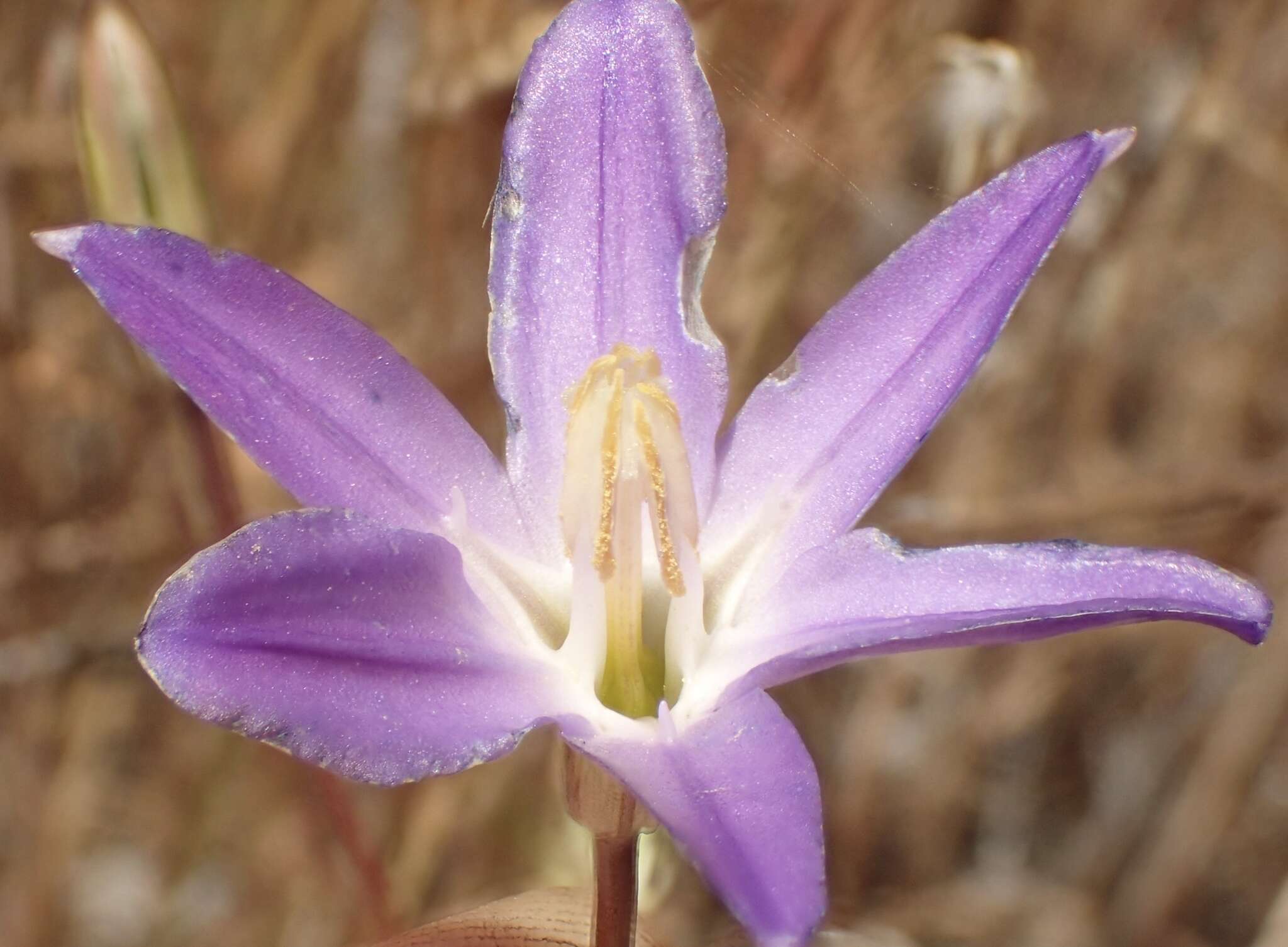 Sivun Brodiaea santarosae T. J. Chester, W. P. Armstr. & Madore kuva