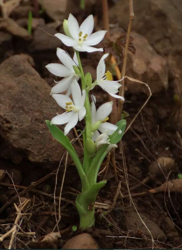 Слика од Chlorophytum tuberosum (Roxb.) Baker