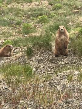 Image of Olympic Marmot