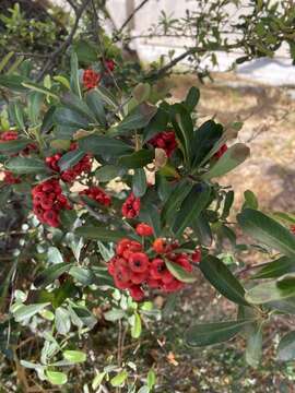 Image de Pyracantha crenulata (D. Don) M. Roemer