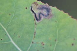 Image of Stigmella populetorum (Frey & Boll 1878) Wilkinson et al. 1979