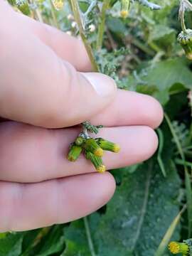 Image of Senecio vulgaris subsp. vulgaris