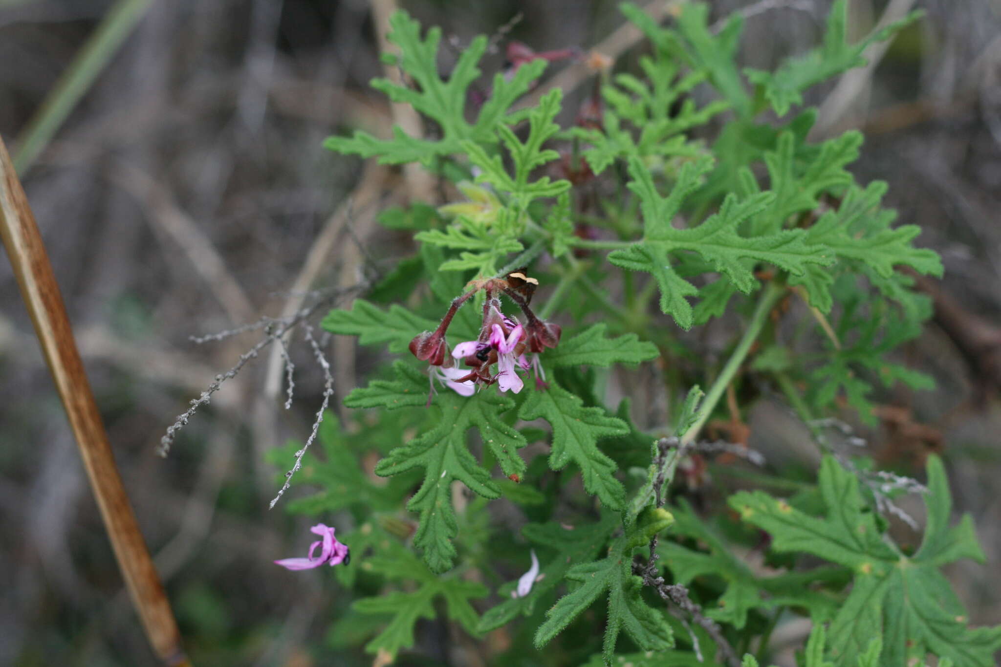 Image of rasp-leaf pelargonium