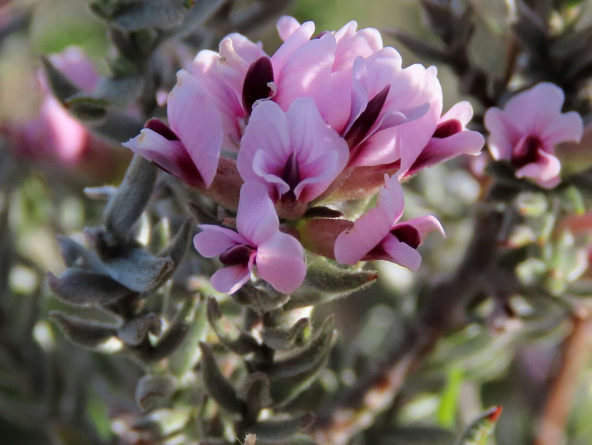 Image of Amphithalea ericifolia subsp. ericifolia