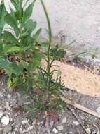 Image of Papaver dubium subsp. stevenianum (Mikheev) Kubat & Siposova