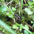 Image of El Laurel Rocket Frog