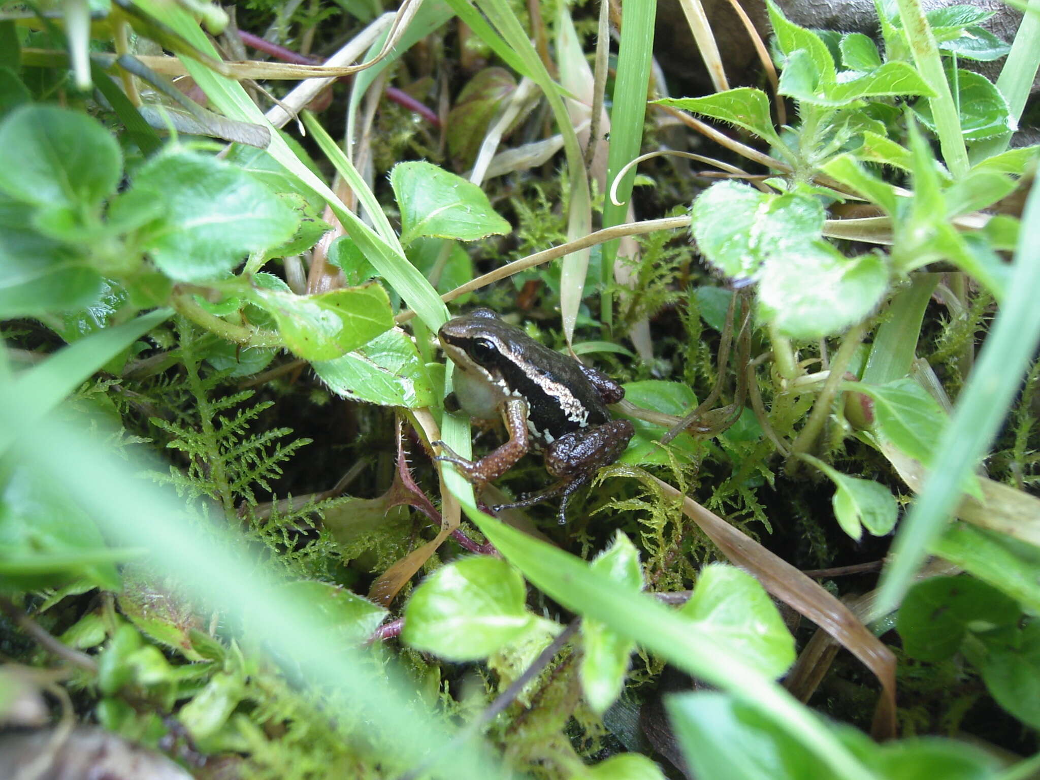 Слика од Hyloxalus delatorreae (Coloma 1995)