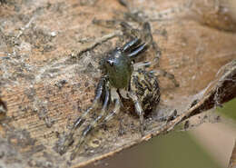 Image of Xysticus bimaculatus L. Koch 1867