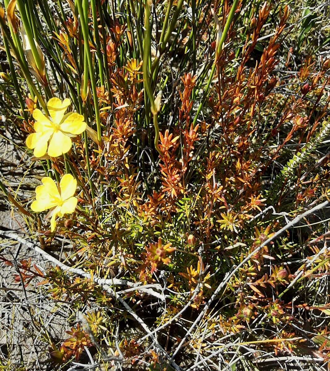 Plancia ëd Hibbertia pustulata Toelken