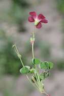 Imagem de Oxalis stenorrhyncha Salter