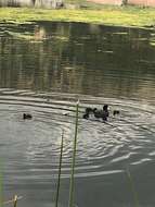 Image of Andean Coot