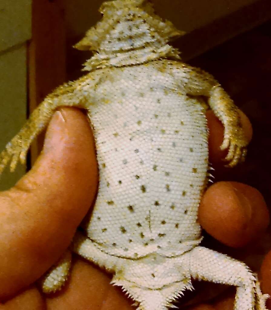 Image of Regal Horned Lizard